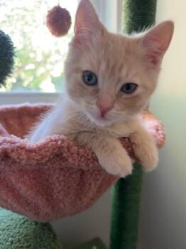 Chalupa Supreme -  Domestic Short Hair Cat for Adoption in Chesapeake Beach, Maryland - Chalupa Supreme | PetCurious