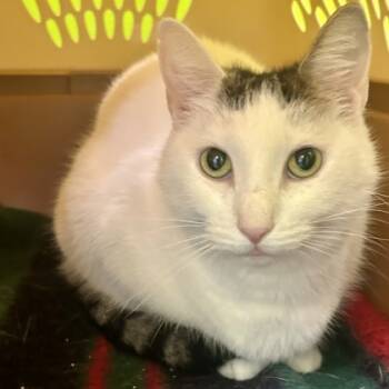 Rescue Domestic Short Hair Cats for Adoption in East Montpelier, Vermont - Coconut | PetCurious