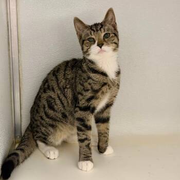 Rescue Domestic Short Hair Cats for Adoption in Binghamton, New York - Oliver | PetCurious