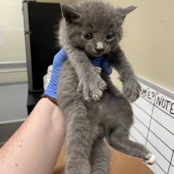 Dr. Pepper 6904 -  Domestic Short Hair Cat for Adoption in Columbus, Georgia - Dr. Pepper 6904 | PetCurious