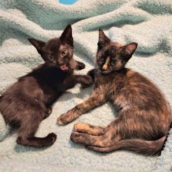 Lolli -  Domestic Short Hair Cat for Adoption in Cumming, Georgia - Lolli | PetCurious