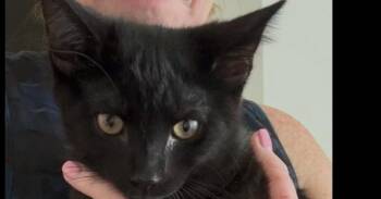 Shiloh -  Domestic Short Hair Cat for Adoption in Virginia Beach, Virginia - Shiloh | PetCurious
