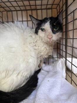 Mika -  Domestic Short Hair Cat for Adoption in Honolulu, Hawaii - Mika | PetCurious