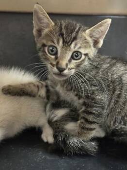 Currie -  Domestic Short Hair and Siamese Cat for Adoption in Sacramento, California - Currie | PetCurious