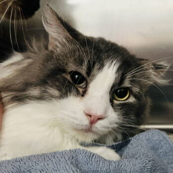 Rescue Domestic Medium Hair Cats for Adoption in Oakland, California - Bodhi | PetCurious