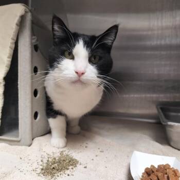 ZEUS -  Domestic Short Hair Cat for Adoption in Pueblo, Colorado - ZEUS | PetCurious