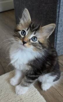 Margot -  Domestic Medium Hair and Tabby Cat for Adoption in Campbell, California - Margot | PetCurious