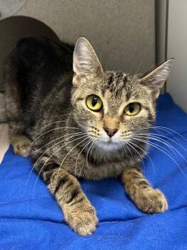 West -  Domestic Short Hair Cat for Adoption in Bryant, Arkansas - West | PetCurious
