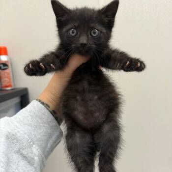Domestic Short Hair Cats Available for Adoption in Morganton, North Carolina - Lugnut | PetCurious