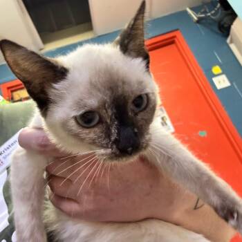 Circle Back -  Domestic Short Hair Cat for Adoption in Austin, Texas - Circle Back | PetCurious