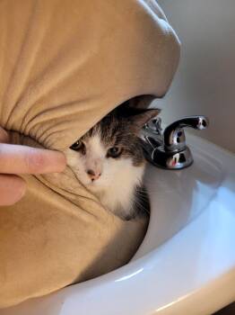 Domestic Long Hair Cats Available for Adoption - Freedom | PetCurious