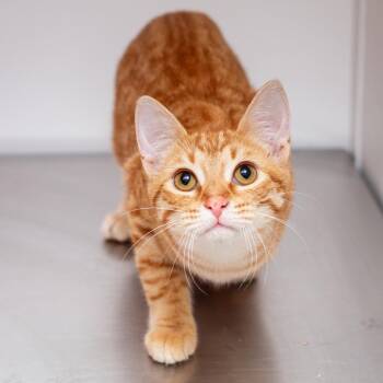 Domestic Short Hair Cats Available for Adoption in Hattiesburg, Mississippi - Sunny D | PetCurious