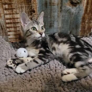 George -  Domestic Short Hair Cat for Adoption in San Tan Valley, Arizona - George | PetCurious