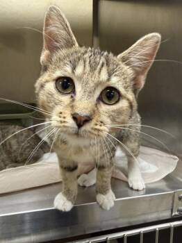 CEDAR -  Domestic Short Hair Cat Available for Adoption in Fort Myers, Florida - CEDAR | PetCurious