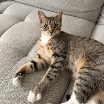 Nube -  Domestic Short Hair Cat for Adoption in Weehawken Township, New Jersey - Nube | PetCurious