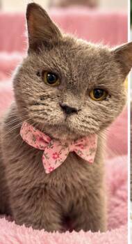 DIPPER -  Persian Cat for Adoption in Margate, Florida - DIPPER | PetCurious