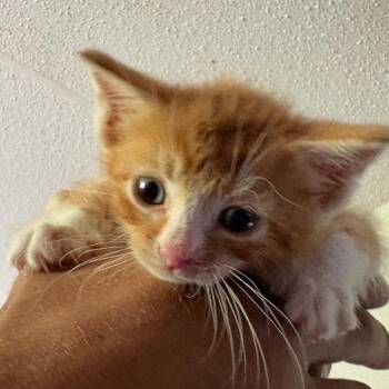 Tater -  Domestic Medium Hair Cat for Adoption in Gordonsville, Tennessee - Tater | PetCurious