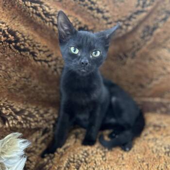 Gigi -  Domestic Short Hair Cat for Adoption in Philadelphia, Pennsylvania - Gigi | PetCurious