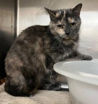 Domestic Short Hair Cats Available for Adoption in Lima, Ohio - Cicada | PetCurious
