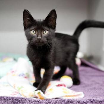 Link -  Domestic Short Hair Cat for Adoption in Atlanta, Georgia - Link | PetCurious