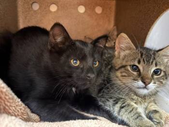 PINE* -  Domestic Short Hair Cat for Adoption in Santa Cruz, California - PINE* | PetCurious