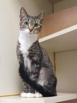 Domestic Short Hair Cats Available for Adoption in Fairfax, Virginia - Lorilei | PetCurious