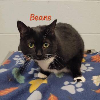 Domestic Short Hair Cats Available for Adoption in Parkersburg, West Virginia - Beans | PetCurious