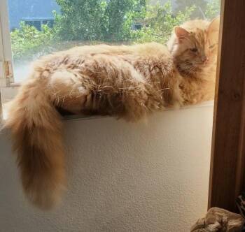 Hamlet -  Domestic Long Hair Cat for Adoption in Oakland Park, Florida - Hamlet | PetCurious