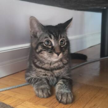 Krypto (FF/FA) -  Domestic Short Hair Cat for Adoption in Sainte-angèle-de-monnoir, Quebec - Krypto (FF/FA) | PetCurious