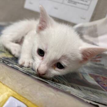 Rescue Domestic Short Hair Cats for Adoption in Yuma, Arizona - Nyla | PetCurious