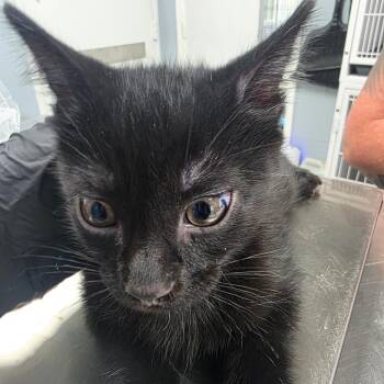 Taco -  Domestic Short Hair Cat for Adoption in Duncan, Oklahoma - Taco | PetCurious