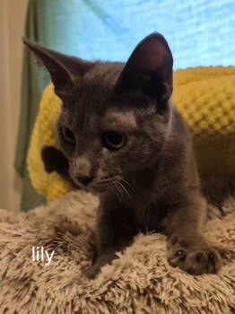 Rescue Domestic Short Hair Cats for Adoption in Oviedo, Florida - Lilly | PetCurious