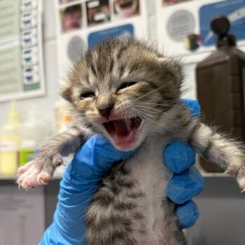Gabby Gabby -  Domestic Short Hair Cat for Adoption in Summerville, South Carolina - Gabby Gabby | PetCurious