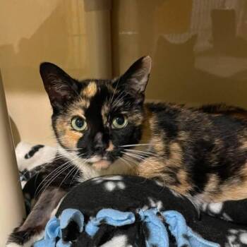 Patches -  Domestic Short Hair Cat for Adoption in Winthrop, Maine - Patches | PetCurious
