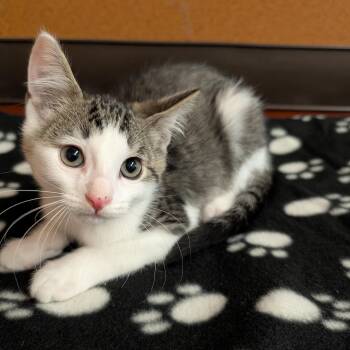 Billy -  Domestic Short Hair Cat for Adoption in Rochester, Minnesota - Billy | PetCurious