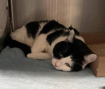 Iced Blueberry Latte -  Domestic Short Hair Cat for Adoption - Iced Blueberry Latte | PetCurious