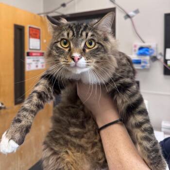 Domestic Long Hair Cats Available for Adoption in Columbiana, Alabama - Cheese Danish | PetCurious