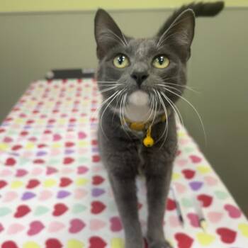 Domestic Long Hair Cats Available for Adoption - SAPPHIRE | PetCurious