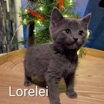 Rescue American Shorthair Cats for Adoption in Collinsville, Oklahoma - Lorelei | PetCurious