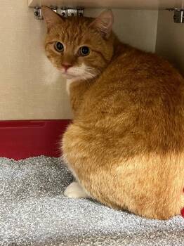 Domestic Short Hair Cats Available for Adoption in Winnipeg, Manitoba - Cider (Tribble) | PetCurious