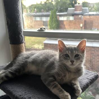 Puff 0426 T -  Domestic Short Hair Cat for Adoption - Puff 0426 T | PetCurious