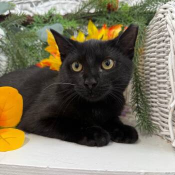 Tawas FIV+ 56634 -  Domestic Short Hair Cat for Adoption in Eaton Rapids, Michigan - Tawas FIV+ 56634 | PetCurious
