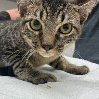Robby -  Domestic Short Hair Cat for Adoption in Corpus Christi, Texas - Robby | PetCurious