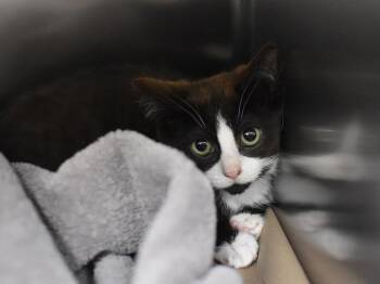Crystal Hot -  Domestic Short Hair Cat for Adoption in Portland, Oregon - Crystal Hot | PetCurious