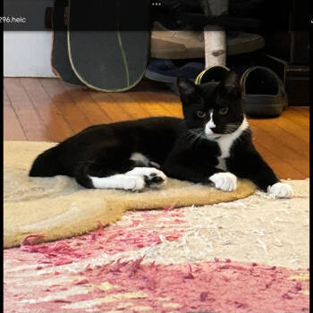 Rescue Domestic Short Hair Cats for Adoption in Wakefield, Massachusetts - Ms Suits | PetCurious