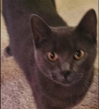 Rescue Domestic Short Hair Cats for Adoption in Davison, Michigan - Gypsy | PetCurious