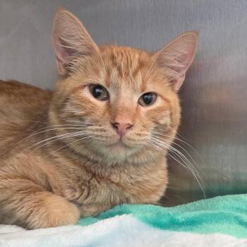 Domestic Short Hair Cats Available for Adoption in Bentonville, Arkansas - Bernice | PetCurious