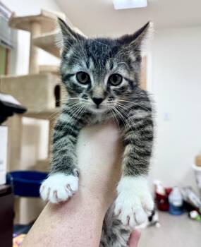 Tiger -  Domestic Short Hair Cat for Adoption in Pocatello, Idaho - Tiger | PetCurious