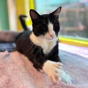 Albin -  Domestic Short Hair Cat for Adoption in Fresno, California - Albin | PetCurious