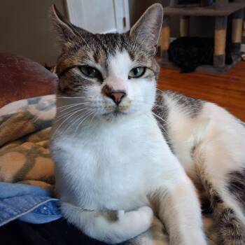 Sofia -  Domestic Short Hair Cat for Adoption in Saint Paul, Minnesota - Sofia | PetCurious